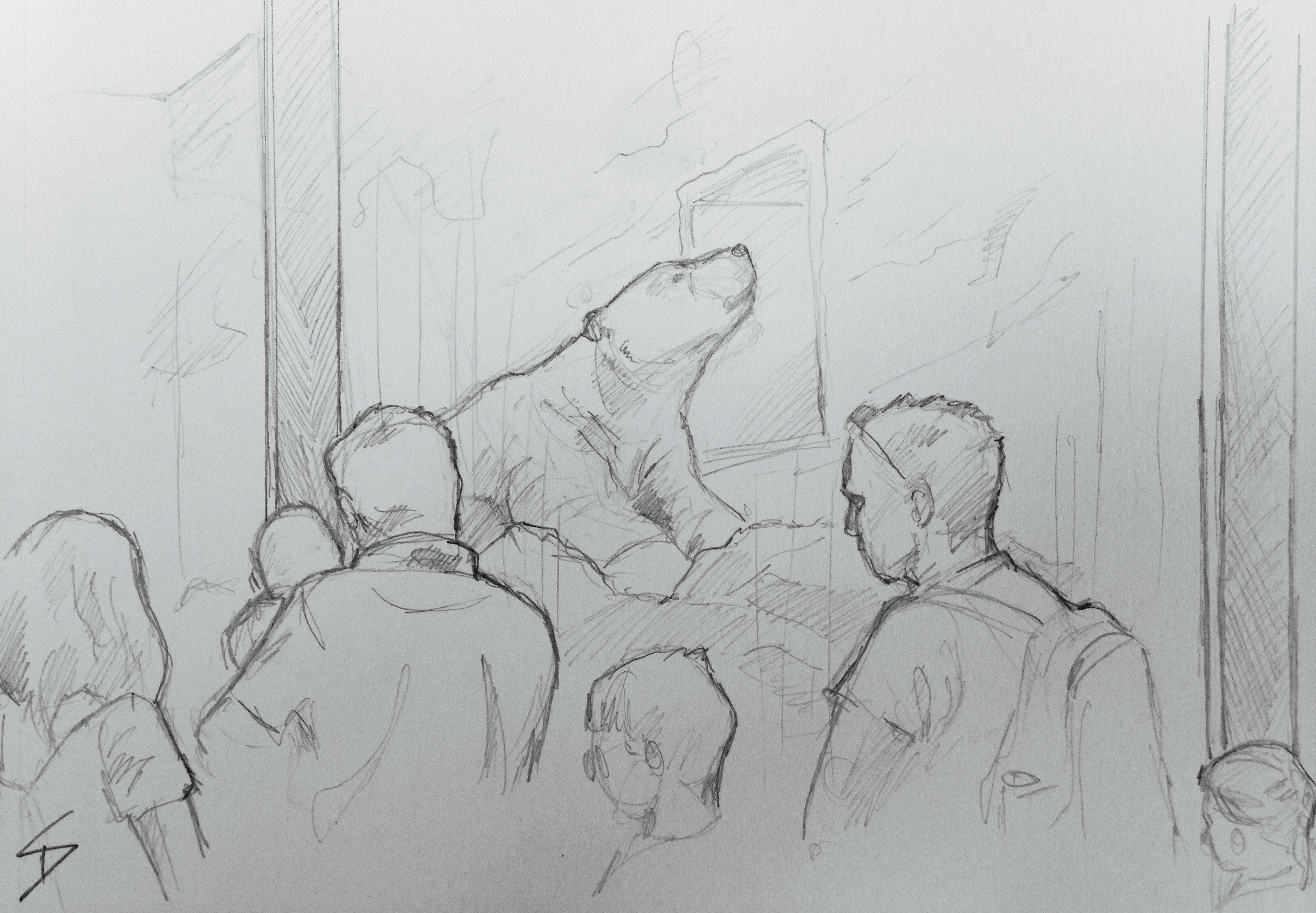 Hints and tips for sketching at the zoo - alissa duke
